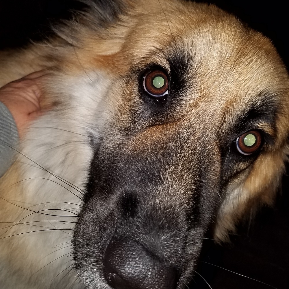 Meet your Posher, Elizabeth